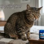 Is Vicks Bad for Cats? What Every Owner Should Know Is Vicks Bad for Cats? What Every Owner Should Know