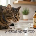 Is Vinegar Bad for Cats? What Every Owner Should Know