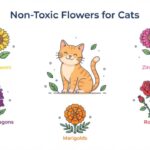 Non-Toxic Flowers for Cats: The Complete Safe List