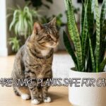 Are Snake Plants Safe for Cats? What Every Owner Should Know