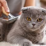 Scottish Fold Cat Care Tips for Beginners at Home