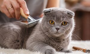 Scottish Fold Cat Care Tips for Beginners at Home