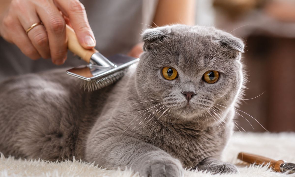 Scottish Fold Cat Care Tips for Beginners at Home