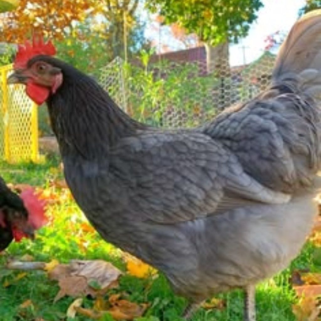 Appearance Color, Plumage, and How to Spot a Sapphire Gem