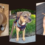 Chipit (Pitbull & Chihuahua Mix) Complete Breed Guide
