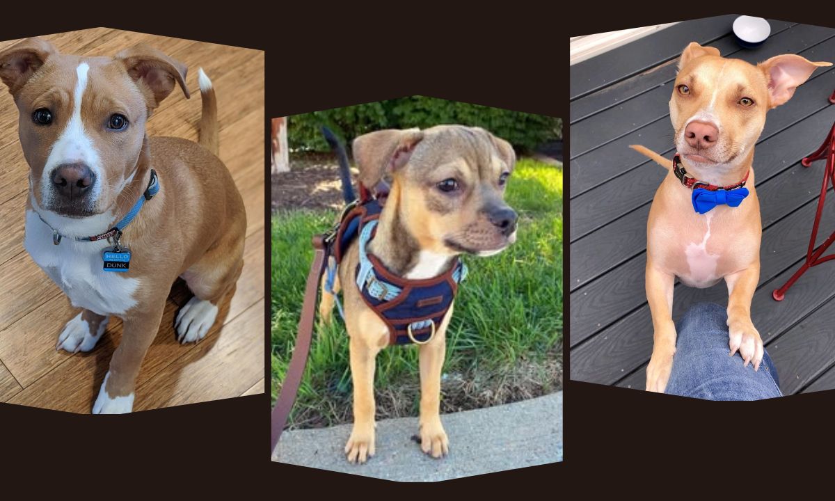 Chipit (Pitbull & Chihuahua Mix) Complete Breed Guide