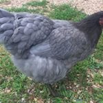 Sapphire Gem Chicken_ Complete Guide to Eggs, Care, and Temperament