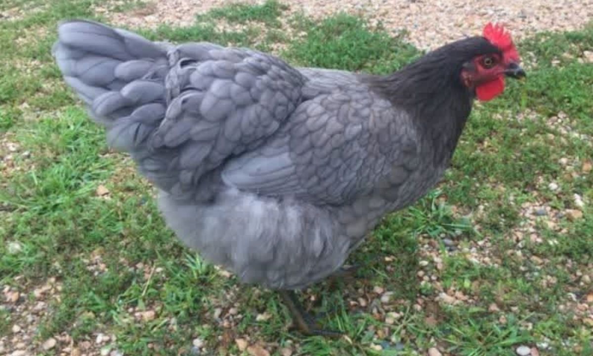 Sapphire Gem Chicken_ Complete Guide to Eggs, Care, and Temperament